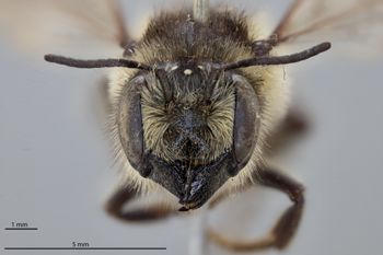 Media type: image;   Entomology 791125 Aspect: head frontal view